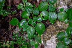 Peperomia lanceolatopeltata (Peperomia lanceolatopeltata)