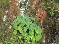 Peperomia lanceolatopeltata (Peperomia lanceolatopeltata)