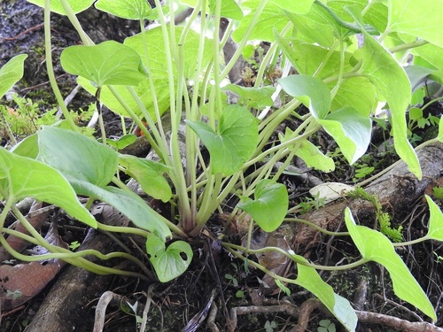Peperomia lanceolatopeltata (Peperomia lanceolatopeltata)
