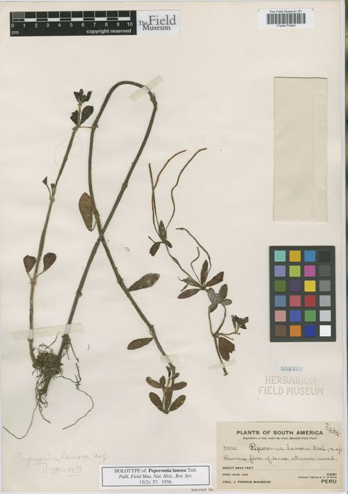 Peperomia lanosa: species of peperomia