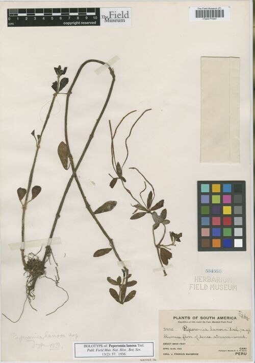 Peperomia lanosa: species of peperomia