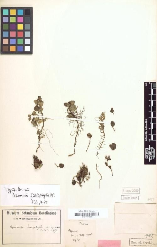 Peperomia lasiophylla: species of peperomia