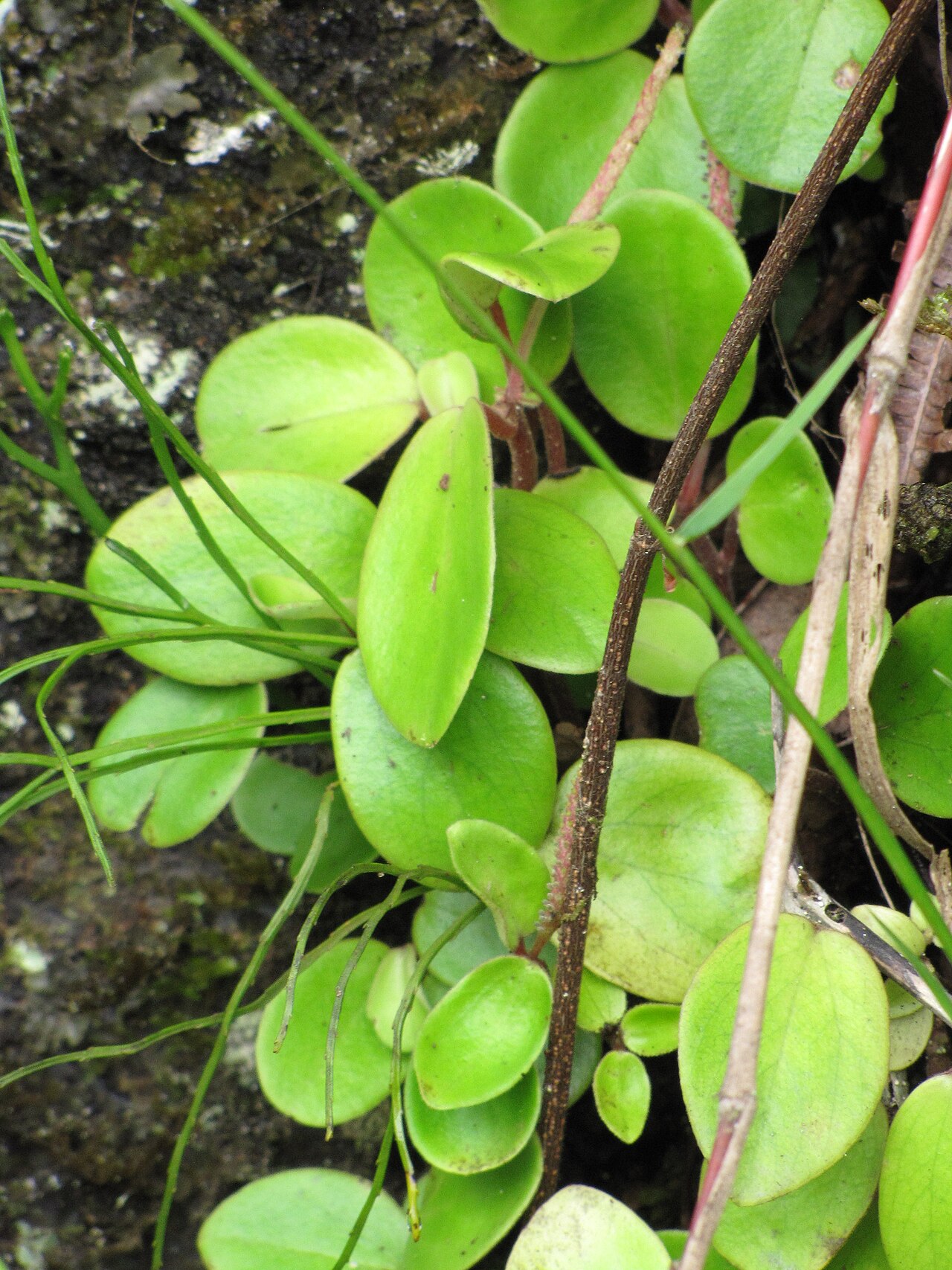 Hawai'i peperomia: Peperomia latifolia (Alaala wai nui) Habit at Waihee Ridge Trail, Maui, Hawaii. July 22, 2011 #110722-7279 Image Use Policy