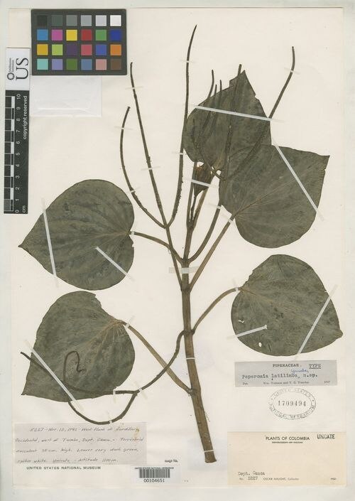 Peperomia latilimba: species of peperomima
