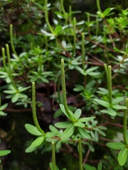 Peperomia leptophylla (Peperomia leptophylla)