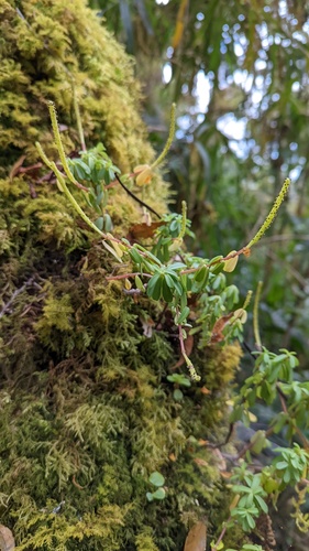 Peperomia leptophylla (Peperomia leptophylla)