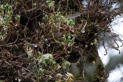 Peperomia leptophylla (Peperomia leptophylla)