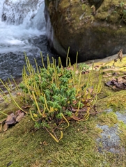 Peperomia leptophylla (Peperomia leptophylla)