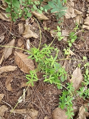 Peperomia leptophylla (Peperomia leptophylla)