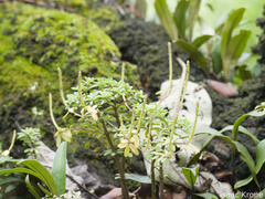 Peperomia leptophylla (Peperomia leptophylla)