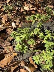 Peperomia leptophylla (Peperomia leptophylla)