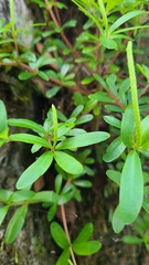 Peperomia leptophylla (Peperomia leptophylla)