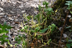 Peperomia leptophylla (Peperomia leptophylla)
