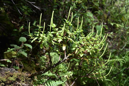 Peperomia leptophylla (Peperomia leptophylla)