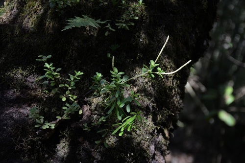 Peperomia leptophylla (Peperomia leptophylla)