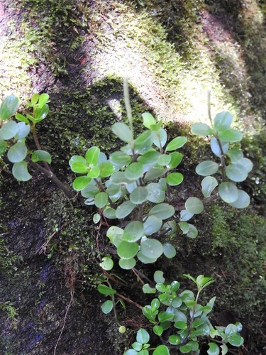 Peperomia lindeniana (Peperomia lindeniana)