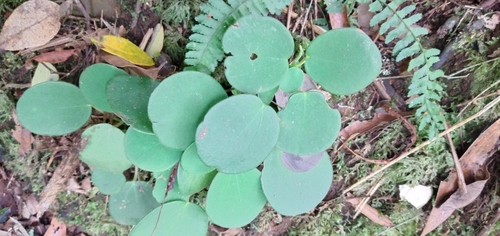 Peperomia lyman-smithii (Peperomia lyman-smithii)