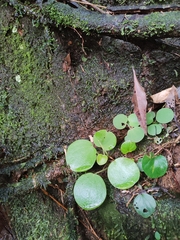 Peperomia lyman-smithii (Peperomia lyman-smithii)