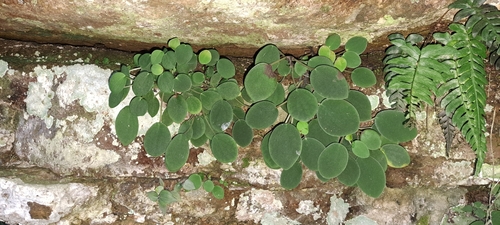 Peperomia lyman-smithii (Peperomia lyman-smithii)
