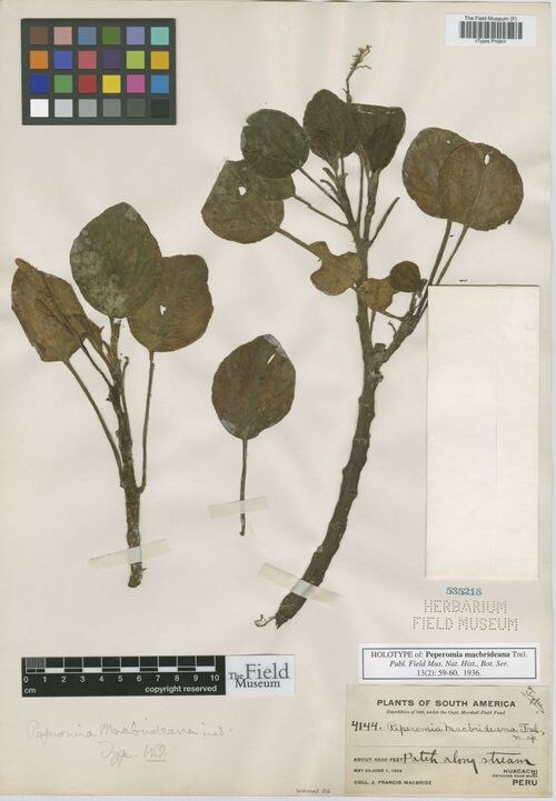 Peperomia macbrideana: species of peperomia