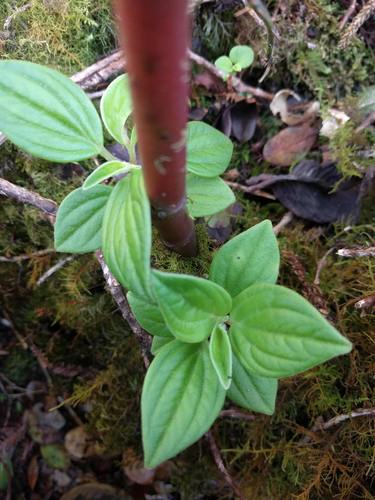 Pinninerve peperomia (Peperomia macraeana)