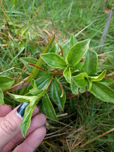 Pinninerve peperomia (Peperomia macraeana)