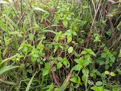 Pinninerve peperomia (Peperomia macraeana)