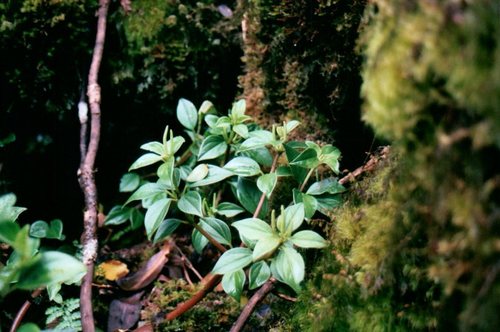 Pinninerve peperomia (Peperomia macraeana)