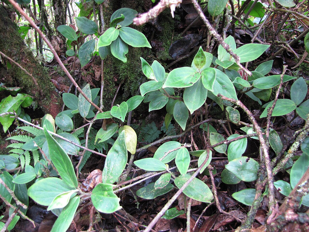 Pinninerve peperomia: Peperomia macreana (Alaala wai nui) Leaves at Waihee Ridge Trail, Maui, Hawaii. July 22, 2011 #110722-7613 Image Use Policy