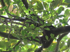 Peperomia macrostachyos (Peperomia macrostachyos)