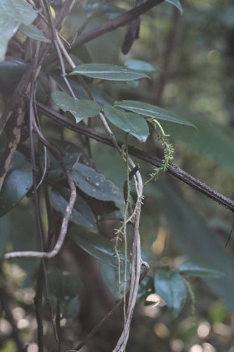 Peperomia macrostachyos (Peperomia macrostachyos)