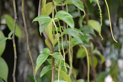 Peperomia macrostachyos (Peperomia macrostachyos)