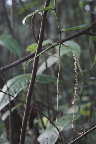 Peperomia macrostachyos (Peperomia macrostachyos)
