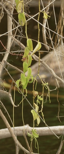 Peperomia macrostachyos (Peperomia macrostachyos)