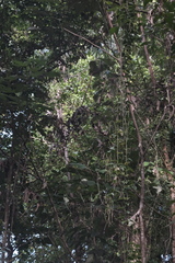 Peperomia macrostachyos (Peperomia macrostachyos)