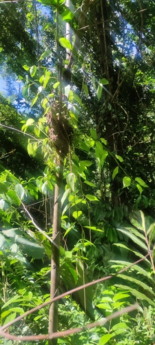 Peperomia macrostachyos (Peperomia macrostachyos)