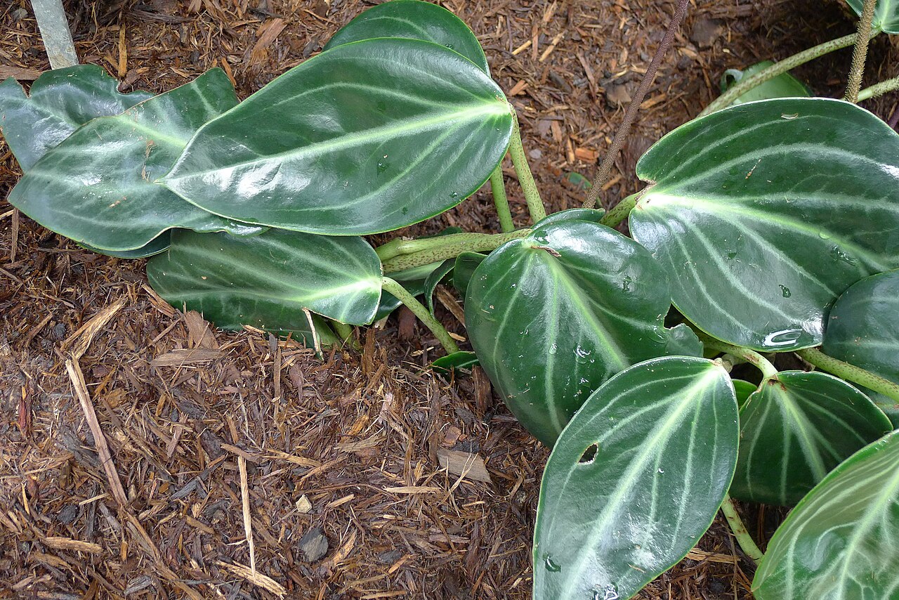 Spotted peperomia: Peperomia maculosa (Radiator Plant) in the Boltz Conservatory of Olbrich Botanical Gardens in Madison, Wisconsin