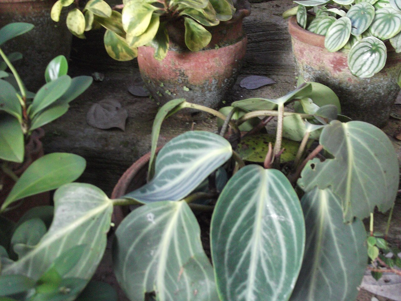 Spotted peperomia: Radiator plant-ornamental,leaves green with ivory ribs.