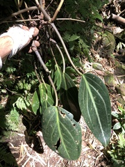 Spotted peperomia (Peperomia maculosa)