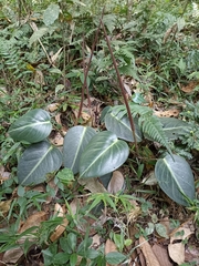 Spotted peperomia (Peperomia maculosa)