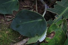 Spotted peperomia (Peperomia maculosa)
