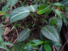 Spotted peperomia (Peperomia maculosa)