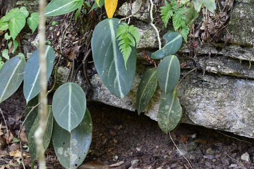 Spotted peperomia (Peperomia maculosa)
