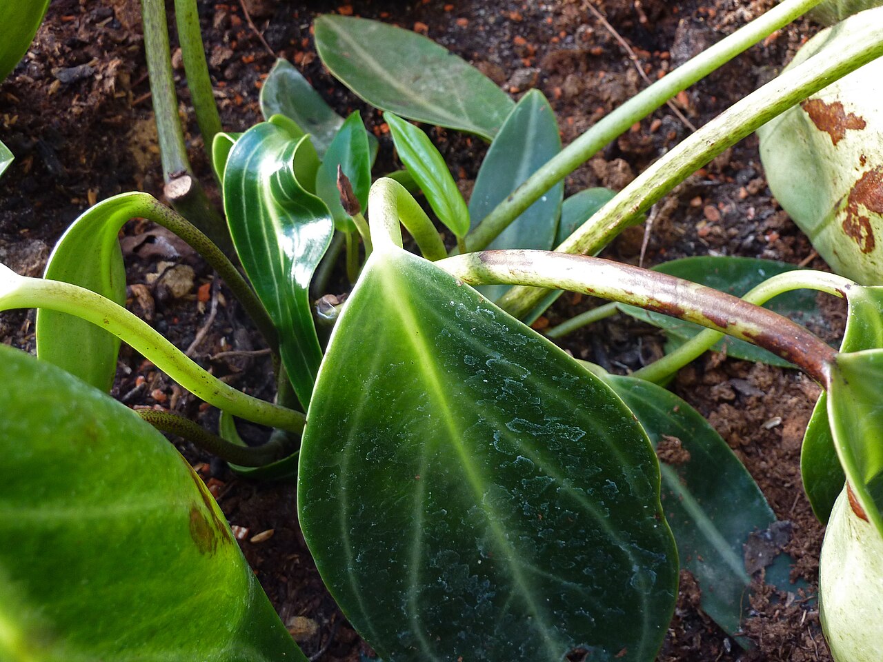 Spotted peperomia: Peperomia maculosa in the Botanical Garden, Berlin.