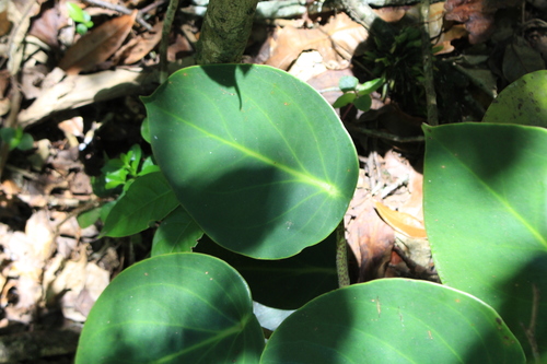 Spotted peperomia (Peperomia maculosa)