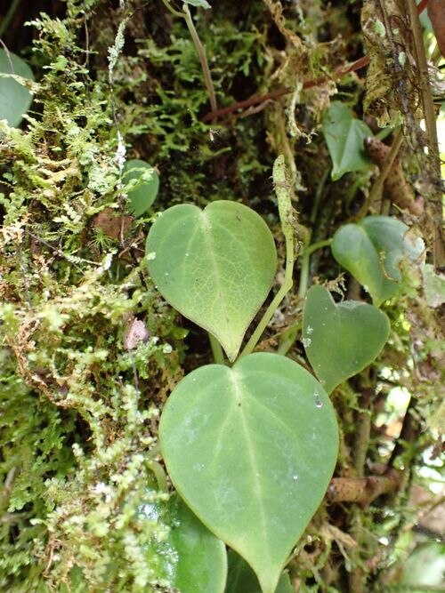 Peperomia maransara: species of peperomia