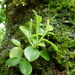 Peperomia marchionensis (Peperomia marchionensis)