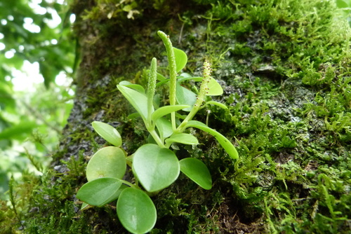 Peperomia marchionensis (Peperomia marchionensis)
