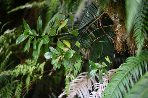 Peperomia margaritifera (Peperomia margaritifera)