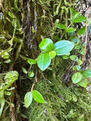 Peperomia mariannensis (Peperomia mariannensis)